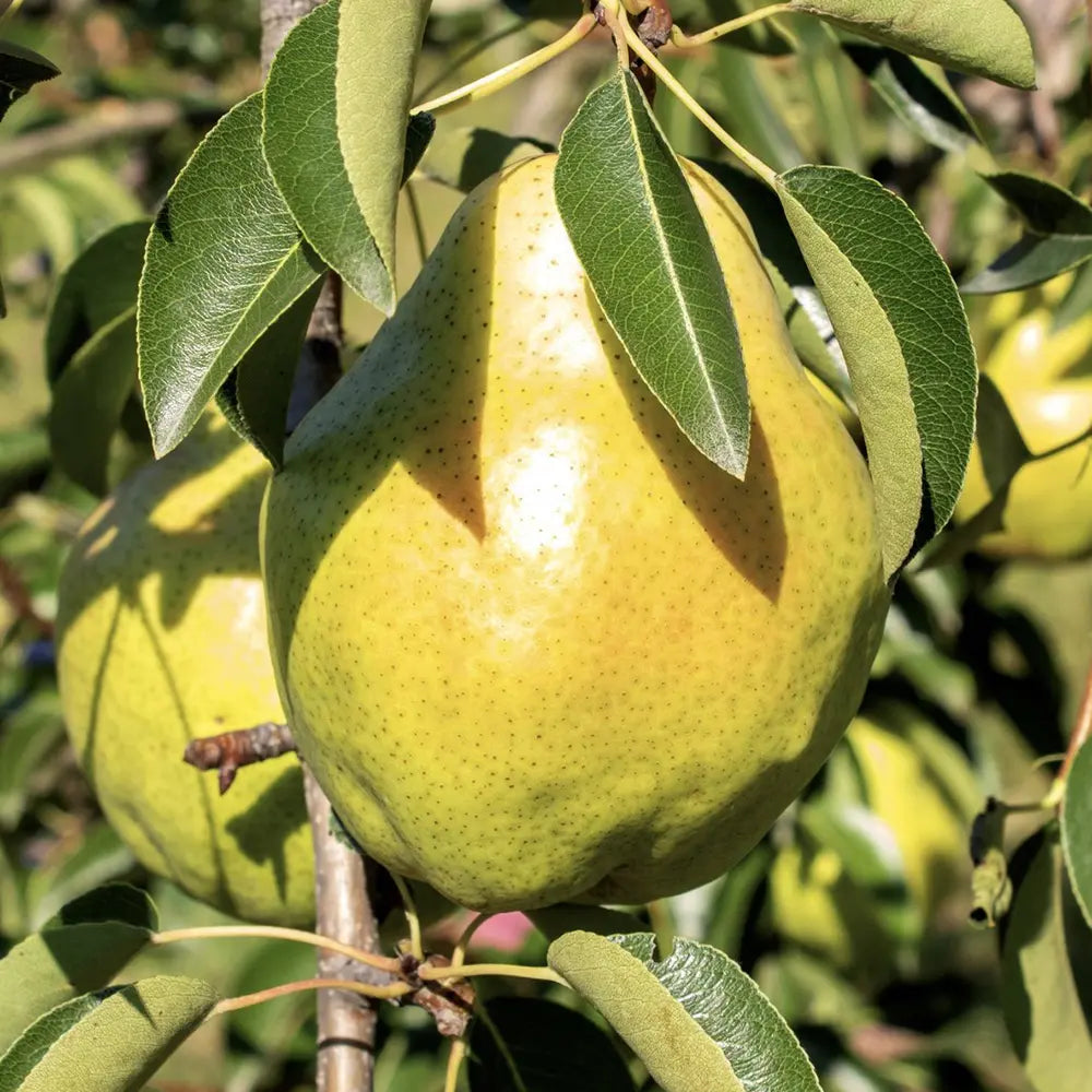 Par (Pyrus Communis) William Bianca, cu fructe galbene dulci-acrisor, an 2 pe rod
