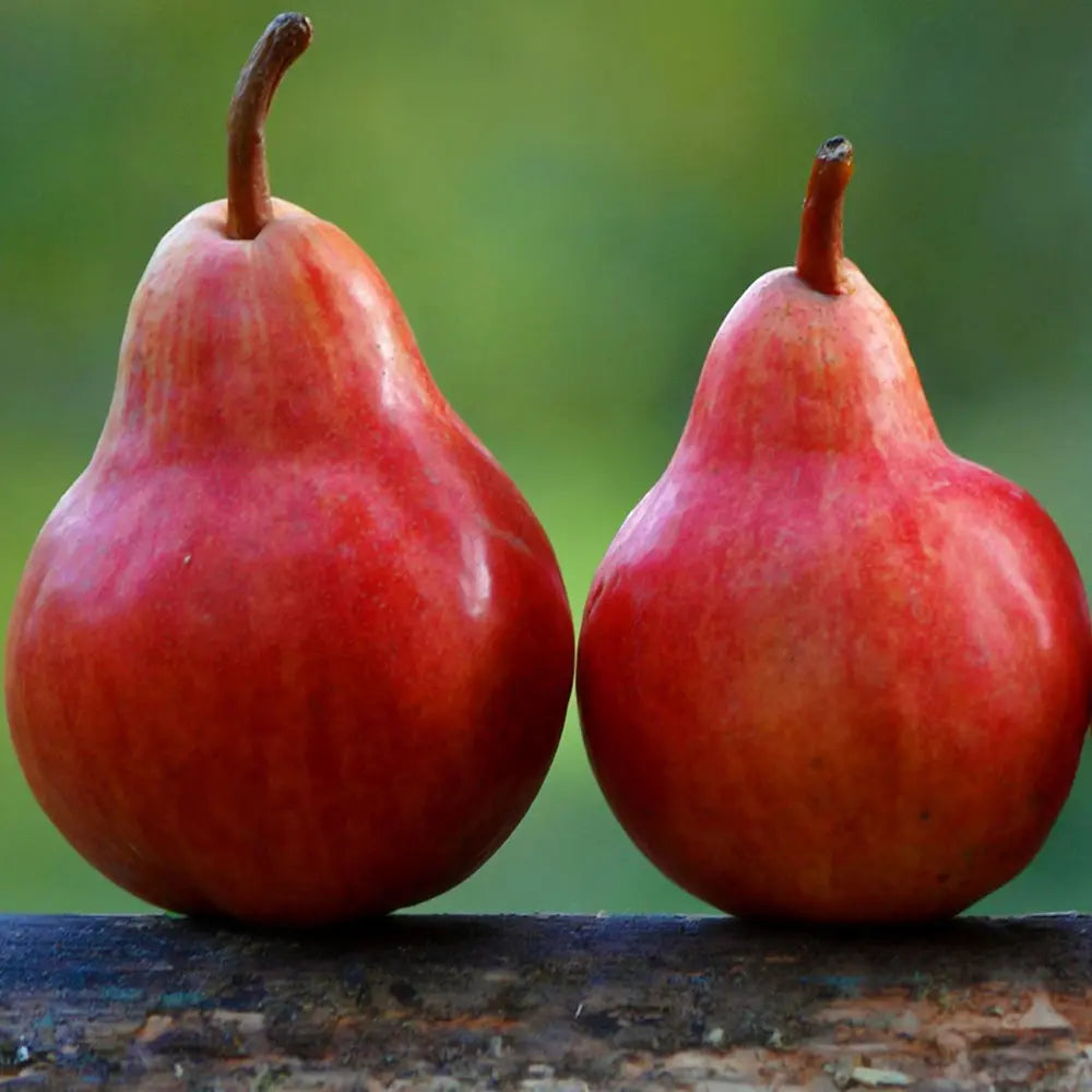 Par (Pyrus Communis) William Rossa, cu fructe rosii-portocaliu dulci, an 2 pe rod