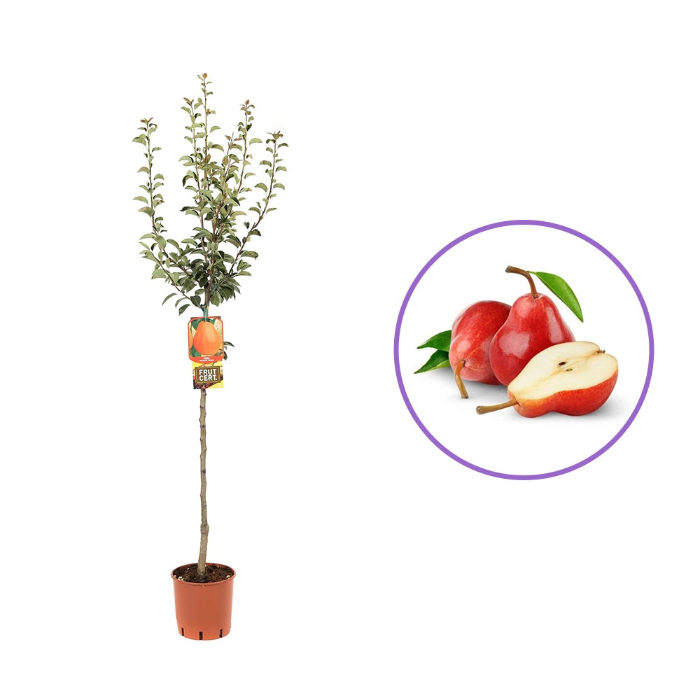 Par (Pyrus Communis) William Rossa, cu fructe rosii-portocaliu dulci, an 2 pe rod