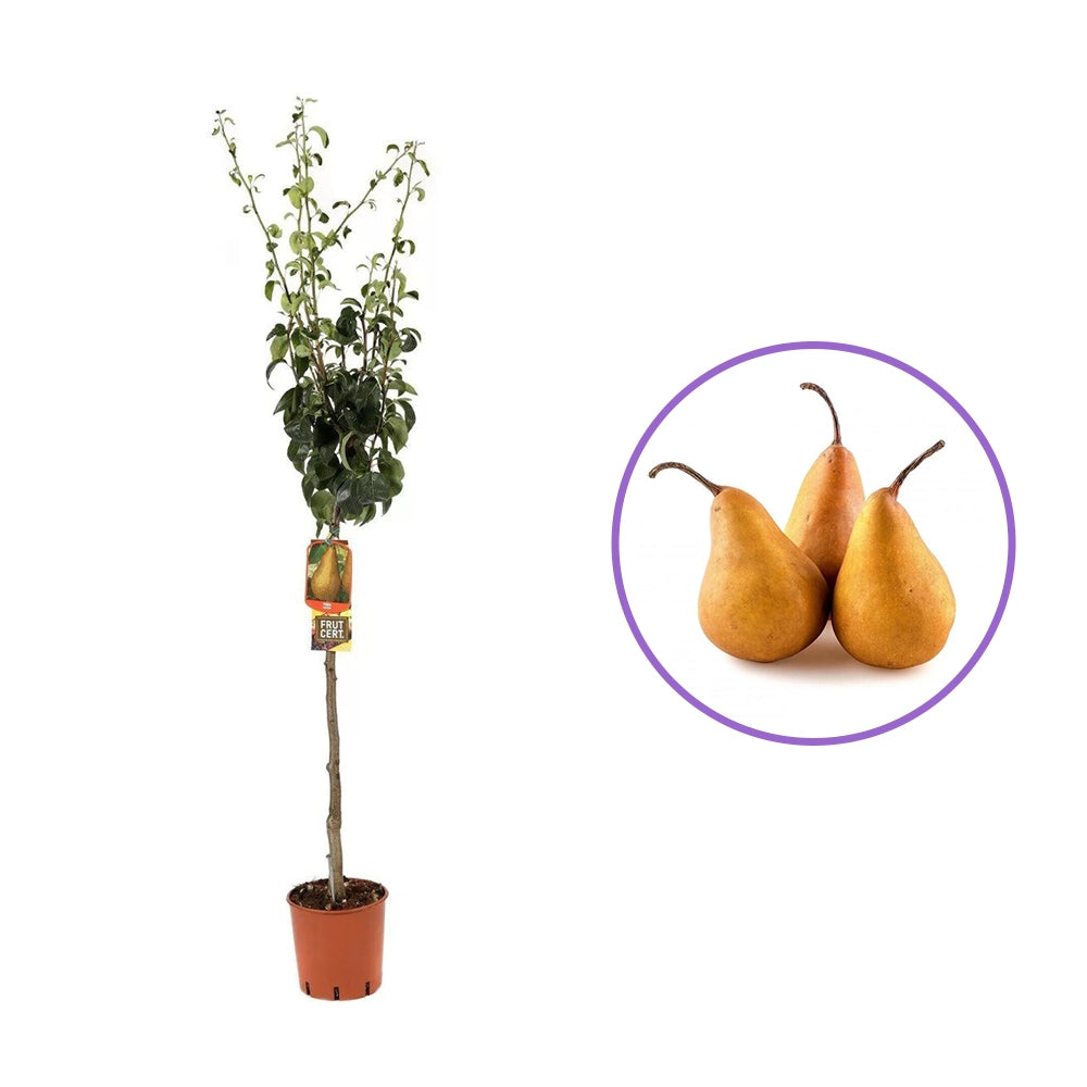 Par (Pyrus Communis) Kaiser, cu fructe bruni-ruginiu dulci aromat, an 2 pe rod