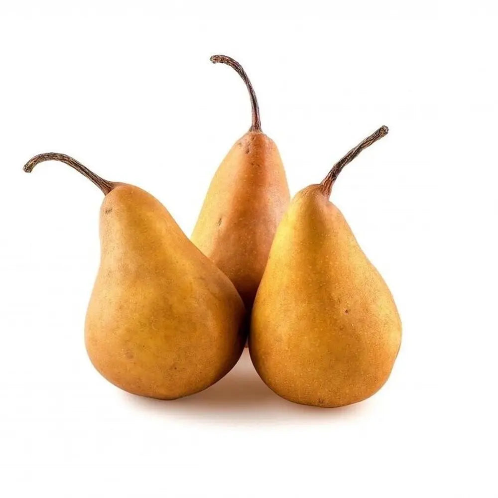 Par (Pyrus Communis) Kaiser, cu fructe bruni-ruginiu dulci aromat, an 2 pe rod