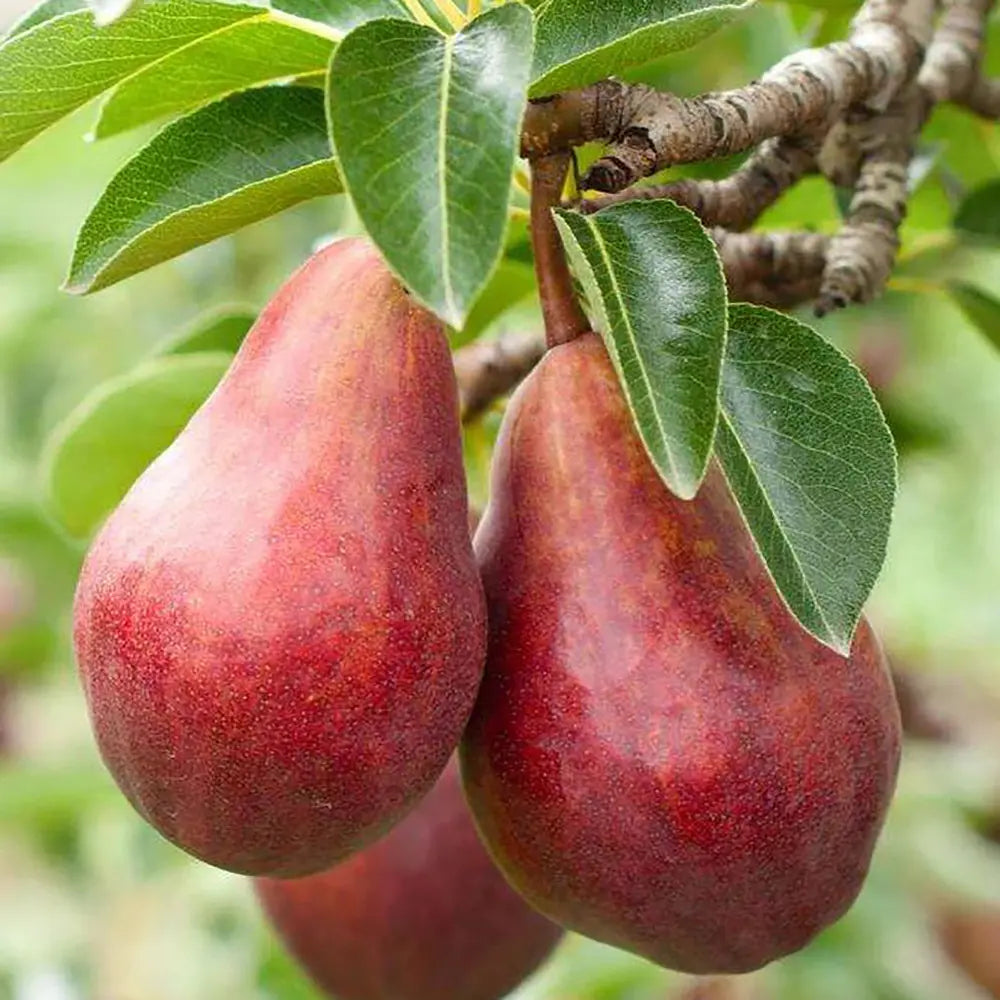 Par (Pyrus Communis) Moscatello, cu fructe rosii dulci, an 2 pe rod