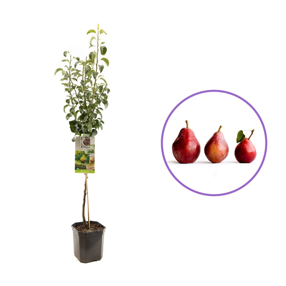 Par (Pyrus Communis) Moscatello, cu fructe rosii dulci, an 2 pe rod