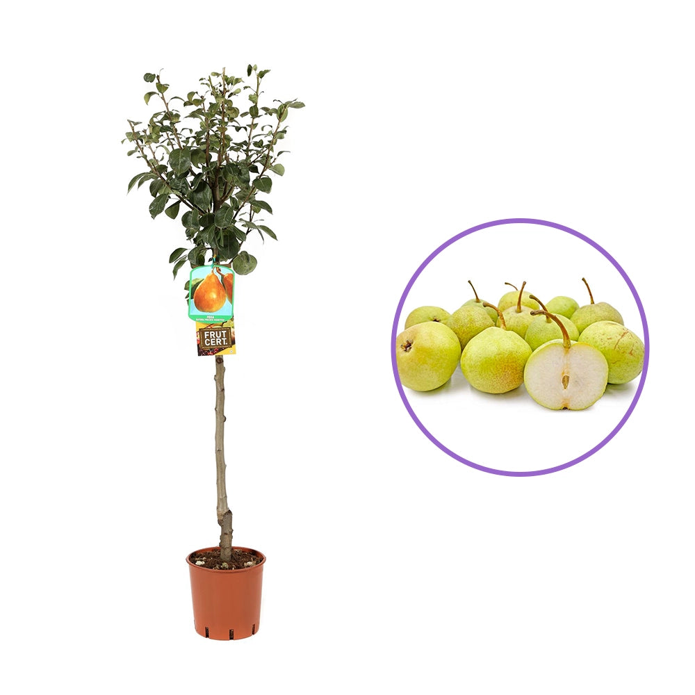 Par (Pyrus Communis) Duchessa, cu fructe galbene-verzui dulci, an 2 pe rod