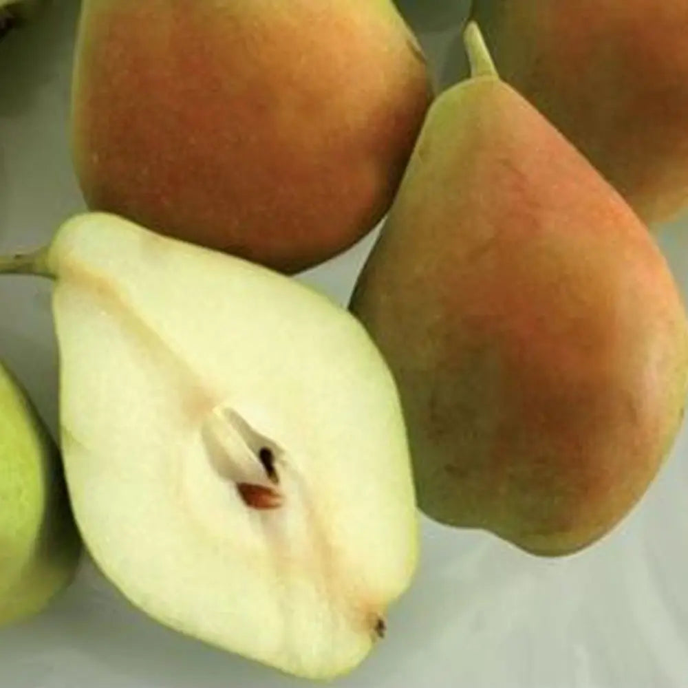 Par (Pyrus Communis) Spadona, cu fructe galbene-maroniu dulci-acrisor, an 2 pe rod