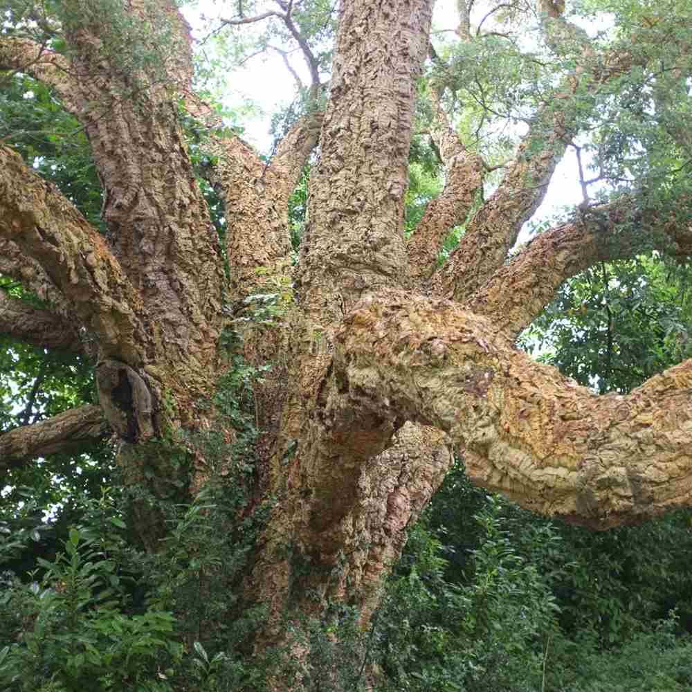 Stejar de pluta Ornamental (Quercus Suber), scoarta groasa de pluta naturala, vesnic verde, rezistent, decor gradina
