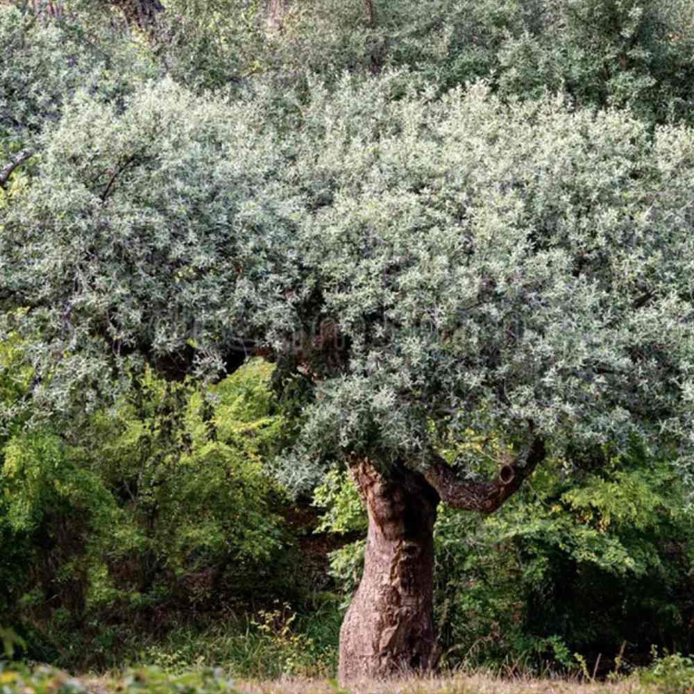 Stejar de pluta Ornamental (Quercus Suber), scoarta groasa de pluta naturala, vesnic verde, rezistent, decor gradina