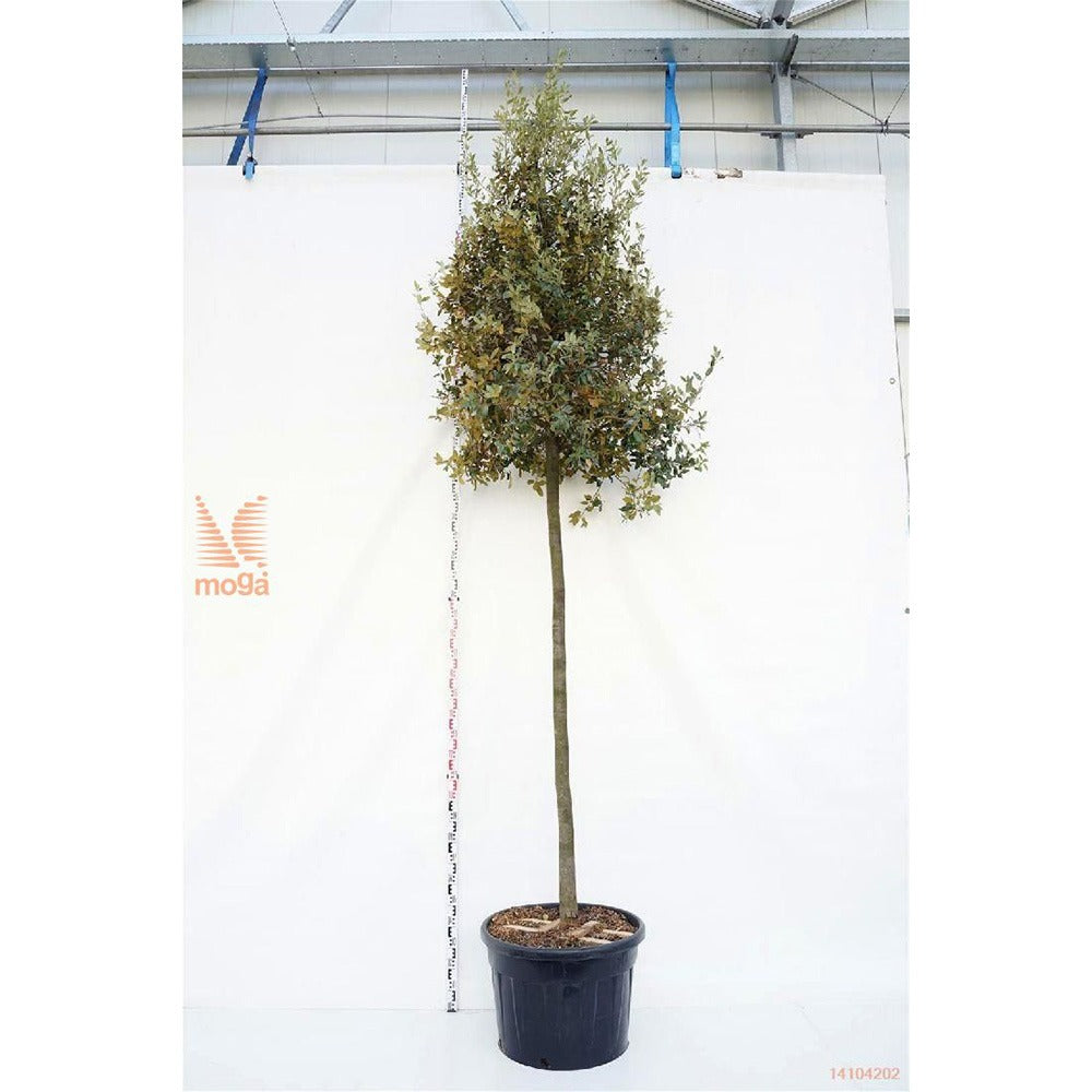 Stejar de stanca (Quercus Ilex), vesnic verde, rezistent la seceta si ger, arbore decorativ cu ghinde