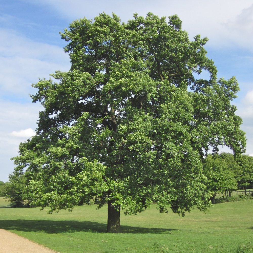 Stejar Romanesc (Gorun) Quercus petraea, maiestuos, longeviv, frunze lungi