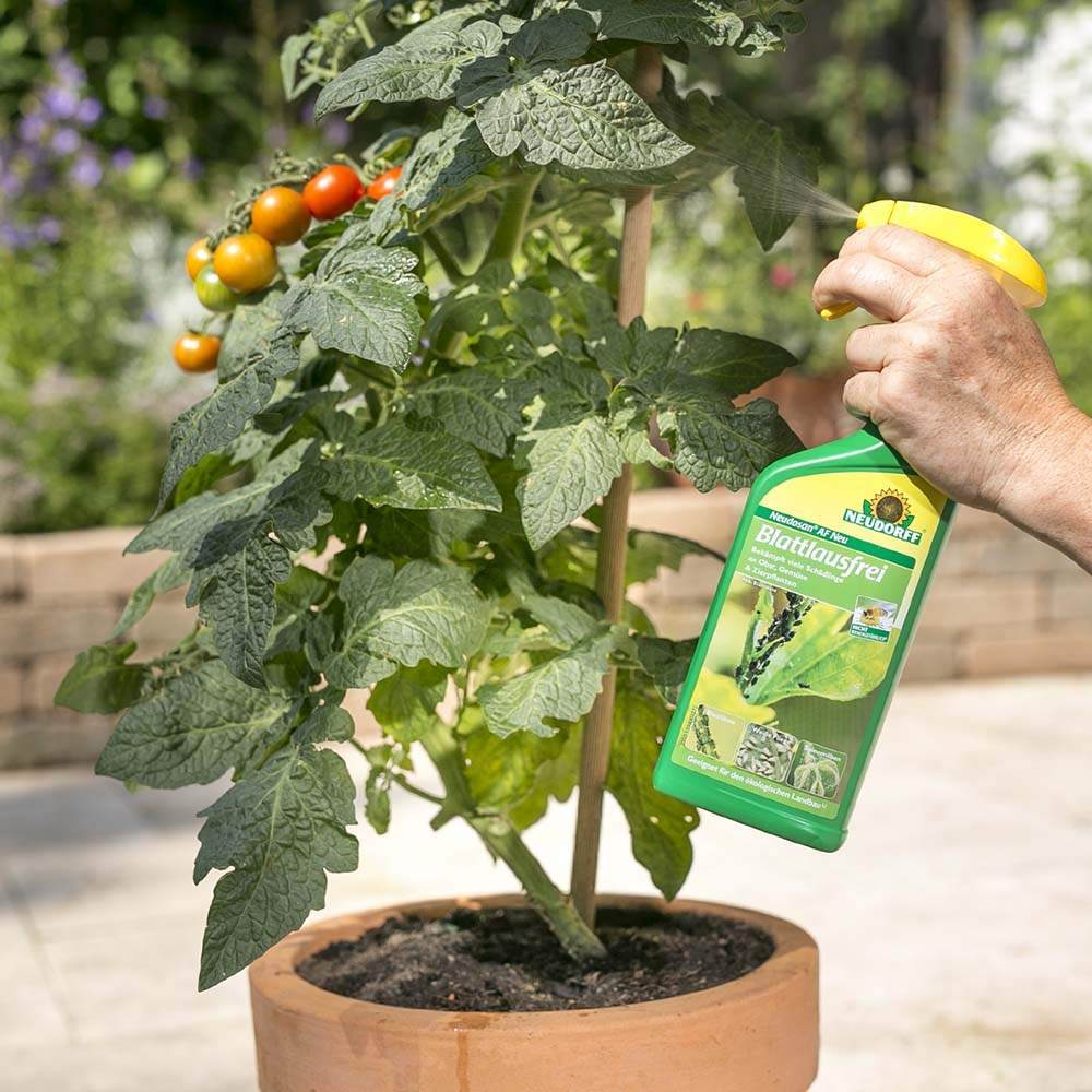 Insecticid pentru Afide, 500 ml, Sigur si Eficient, Neudorff