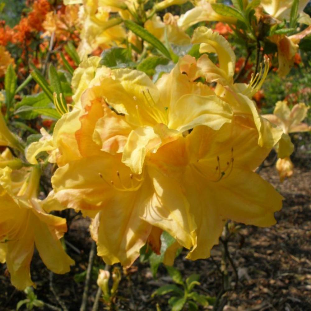 Azaleea Japoneza (Rhododendron) Harvest Moon, cu flori galbene, inflorire primavara, rezistent la ger