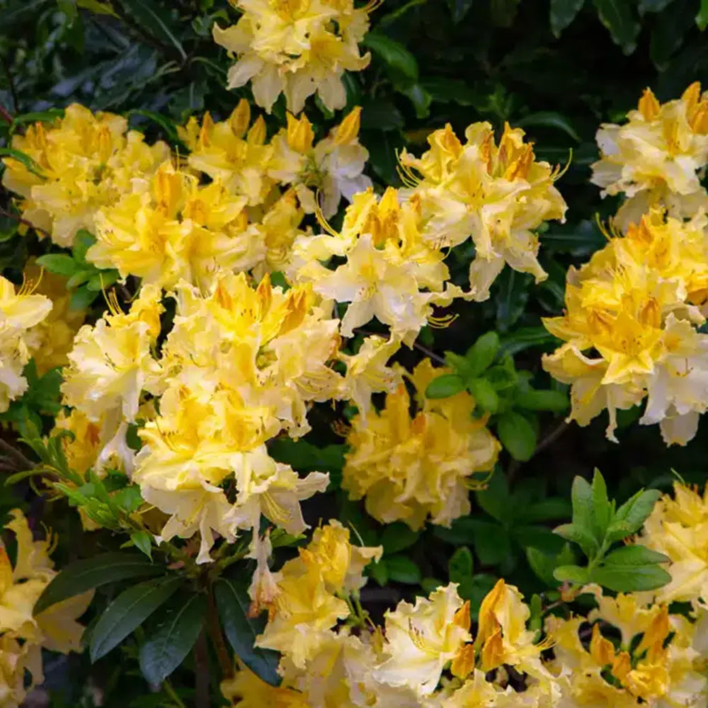 Azaleea Japoneza (Rhododendron) Harvest Moon, cu flori galbene, inflorire primavara, rezistent la ger