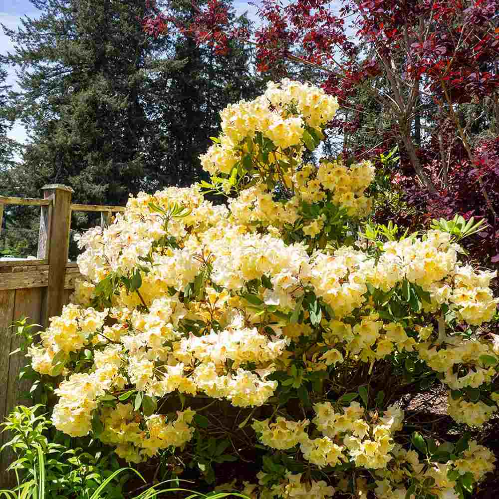 Azaleea Japoneza (Rhododendron) Harvest Moon, cu flori galbene, inflorire primavara, rezistent la ger