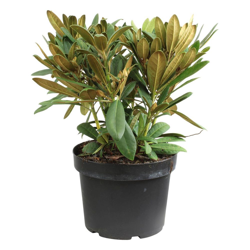 Azaleea japoneza (Rhododendron) Jolie Madame