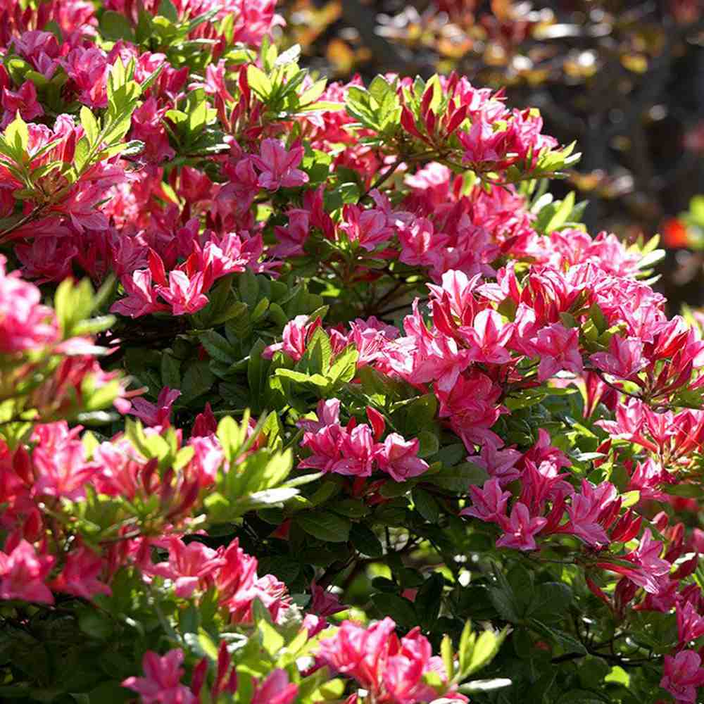 Azaleea japoneza (Rhododendron) Jolie Madame