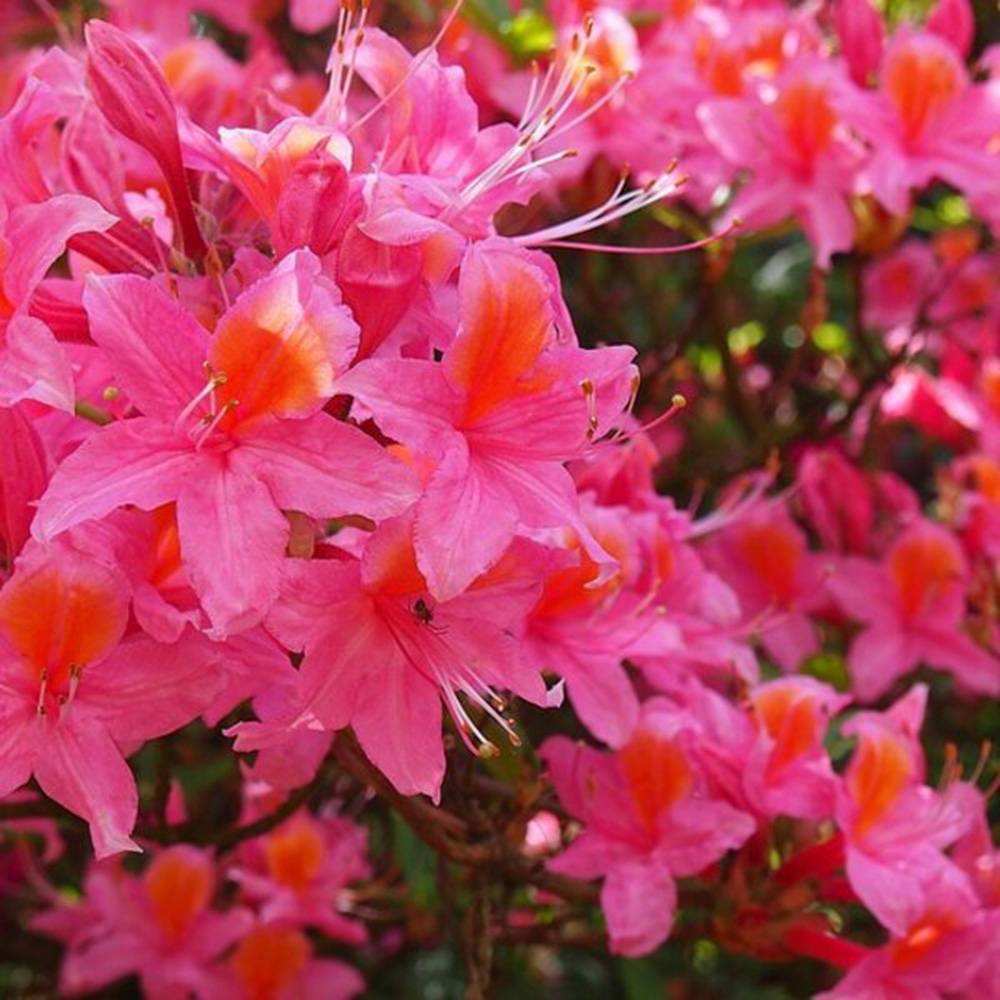 Azaleea japoneza (Rhododendron) Jolie Madame