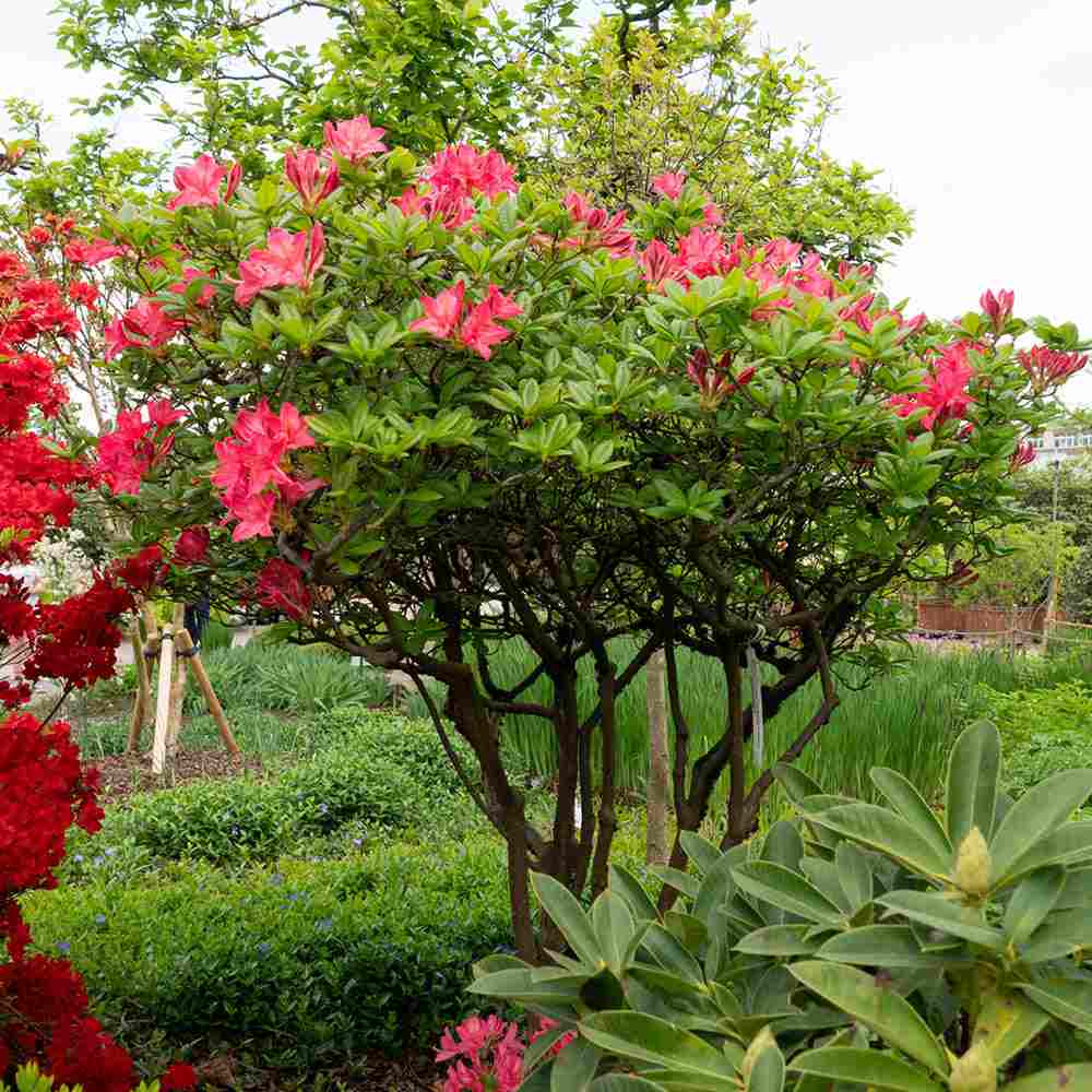 Azaleea japoneza (Rhododendron) Jolie Madame