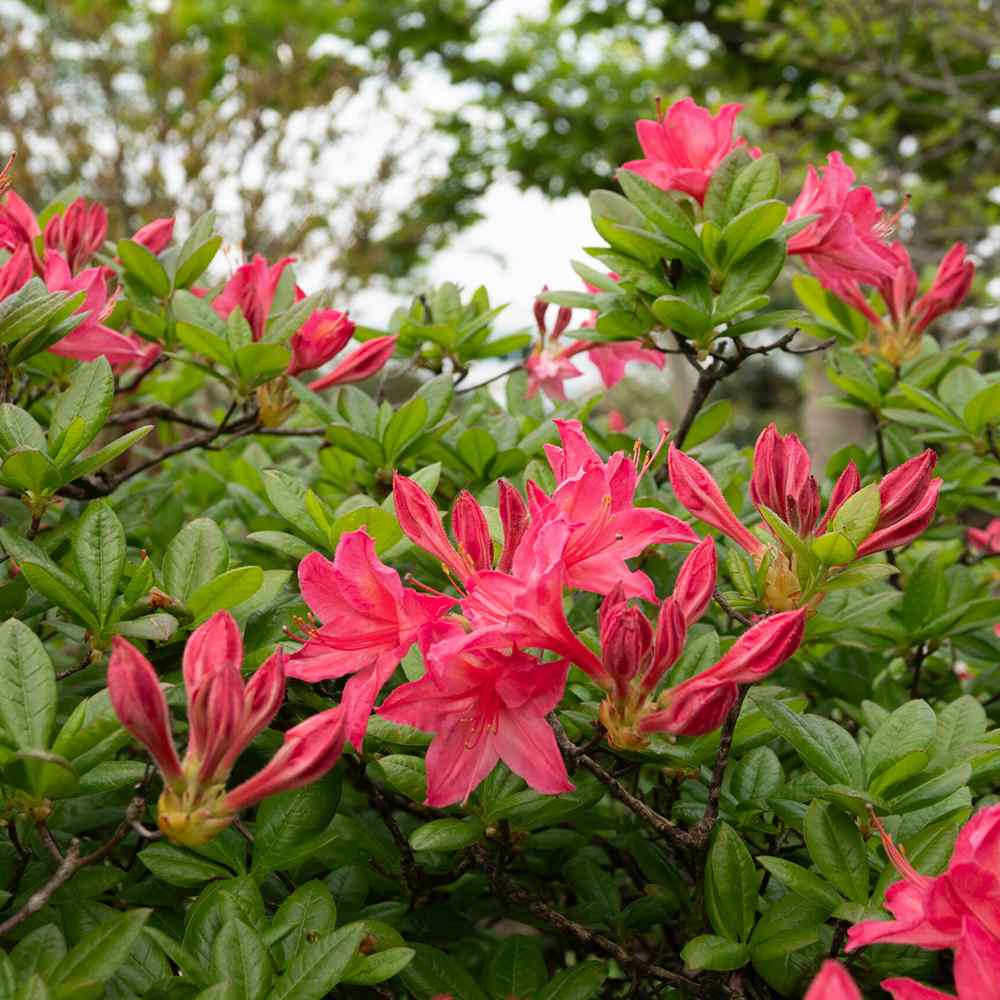 Azaleea japoneza (Rhododendron) Jolie Madame