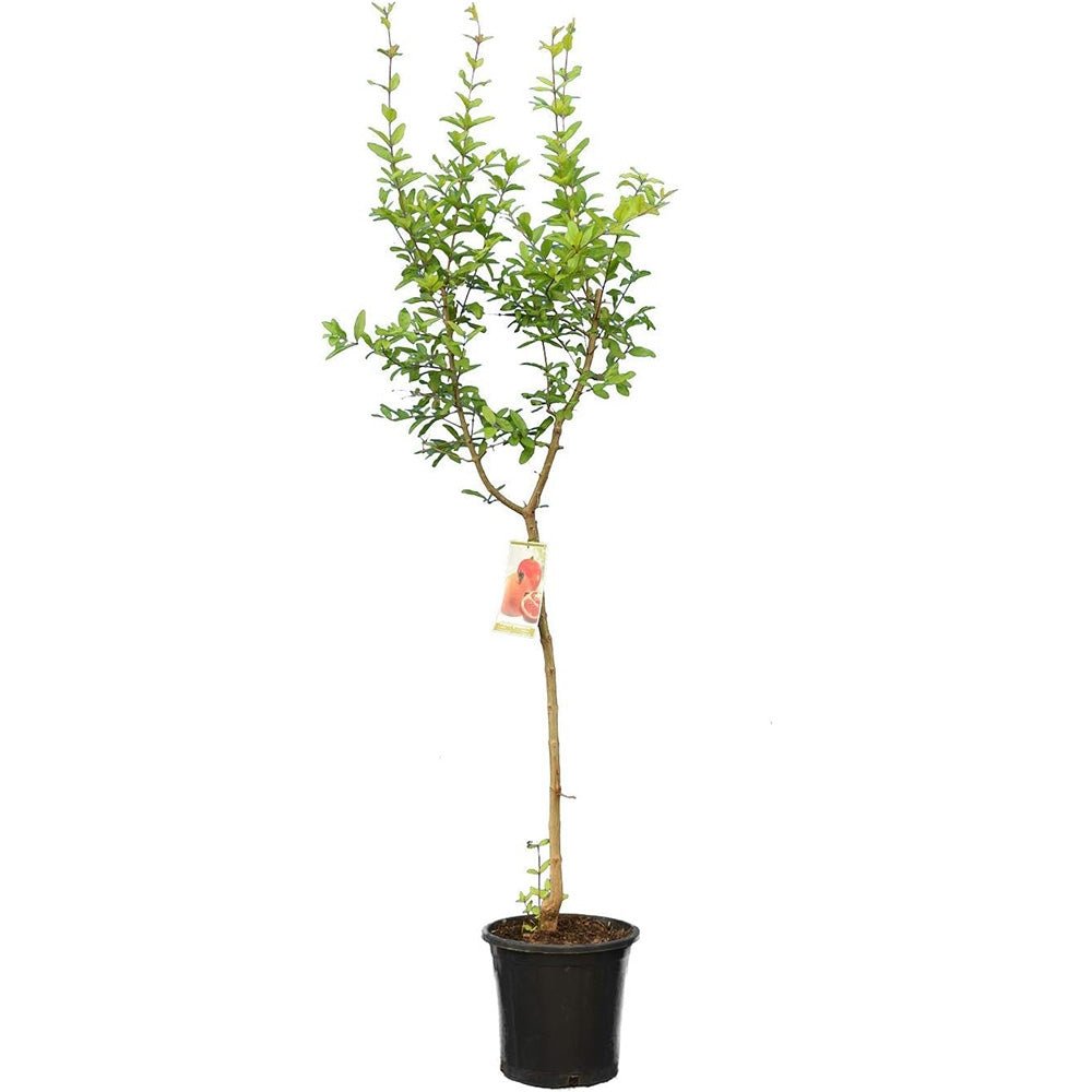 Rodiu Tip Copac (Punica Granatum), cu flori rosii