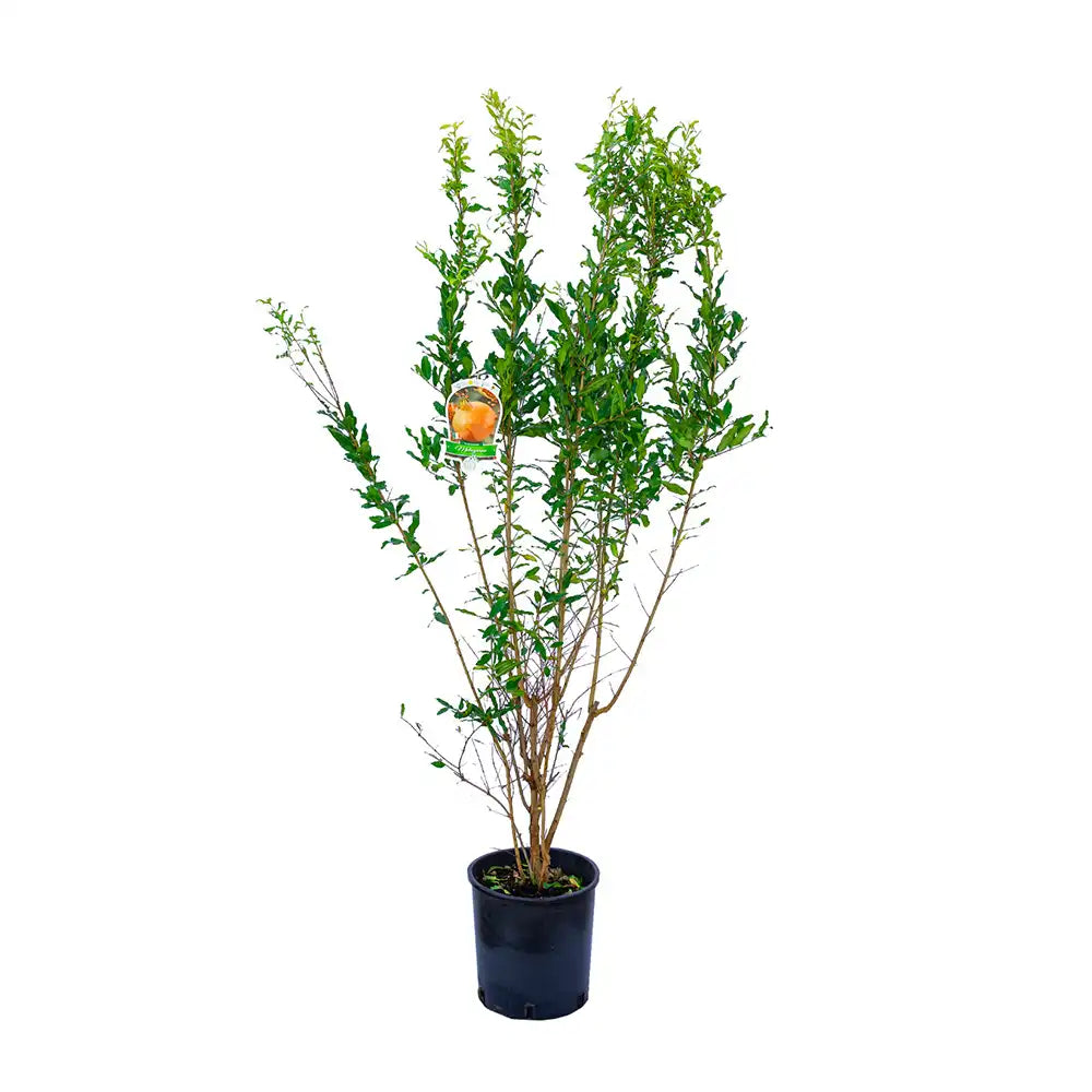 Rodiu Arbust (Punica Granatum) Mollar Del Elche, cu fructe mari rosii-rubinii, an 3 pe rod