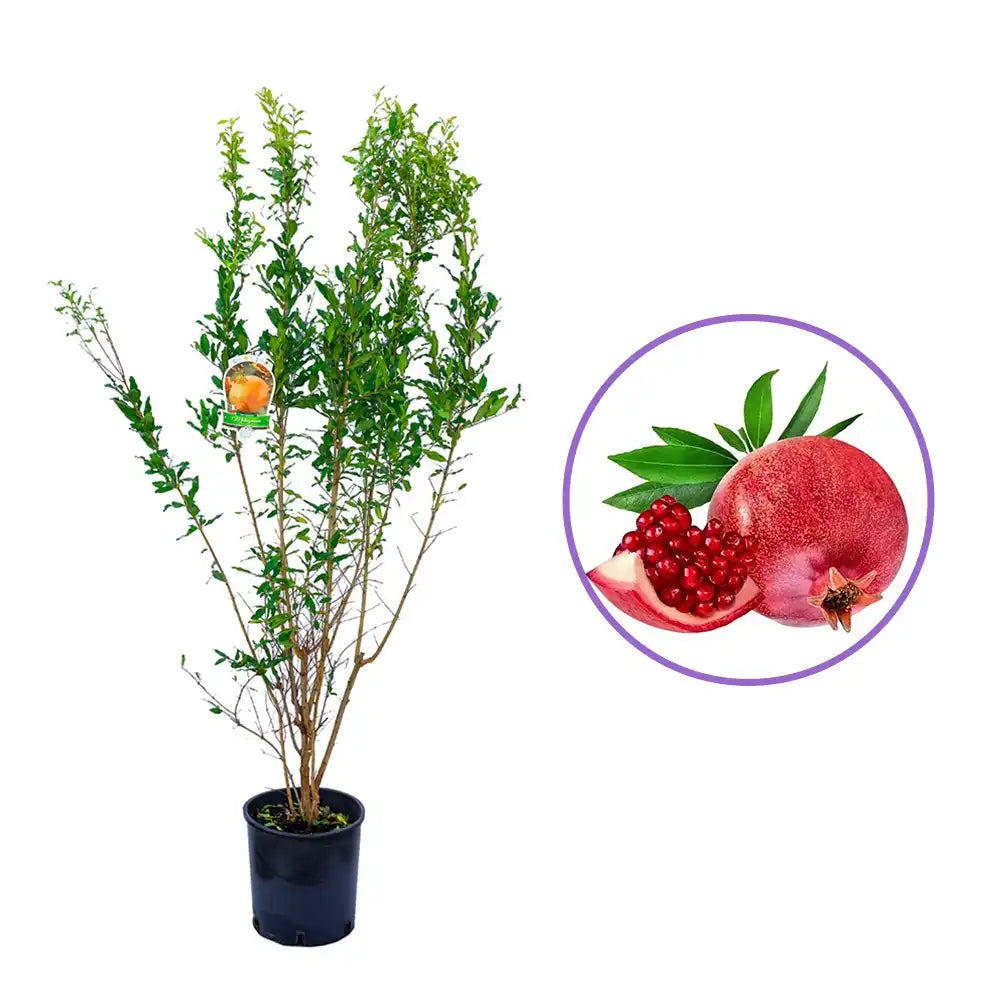 Rodiu Arbust (Punica Granatum) Mollar Del Elche, cu fructe mari rosii-rubinii, an 3 pe rod