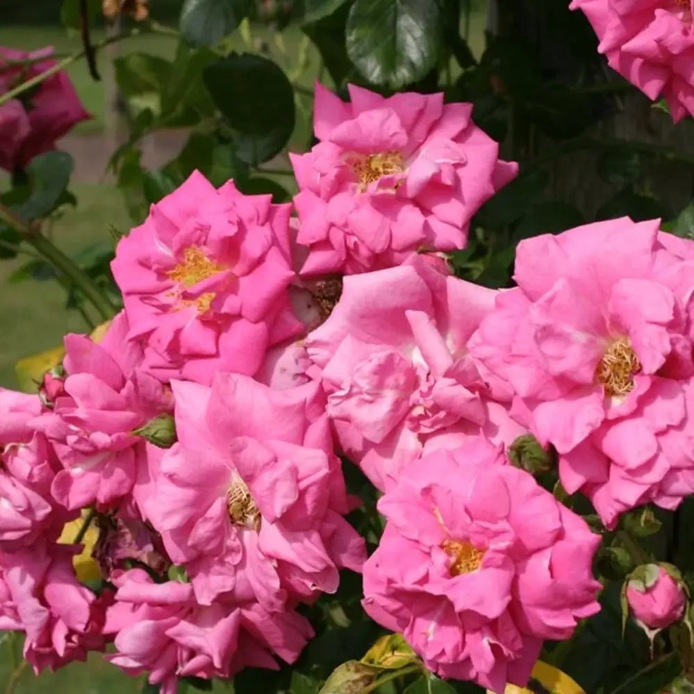 Trandafir catarator Chaplin's Pink Climber, cu flori roz, inflorire repetata, parfum placut, pentru pergole si garduri