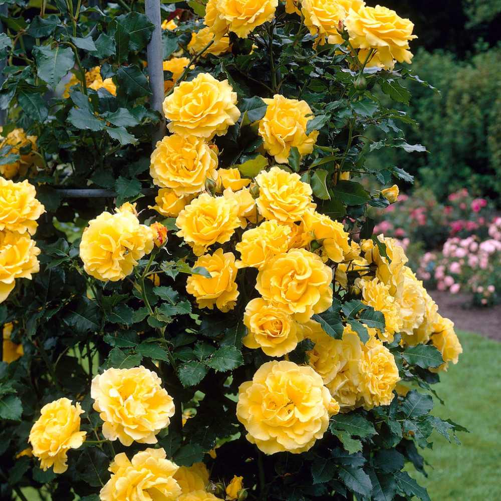 Trandafir catarator galben Golden Climber, cu flori galbene-aurii, inflorire repetata, parfumat, pentru pergole si garduri