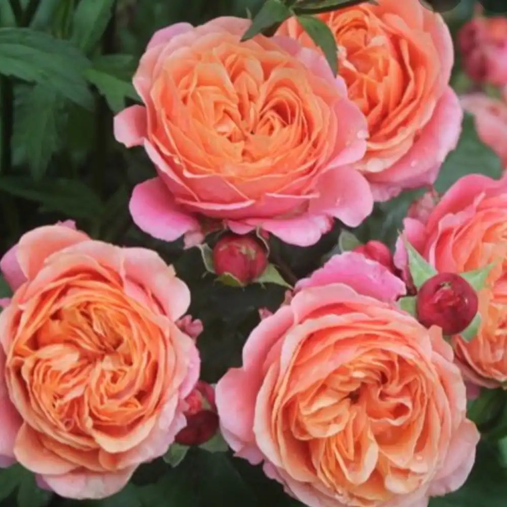 Trandafir Teahibrid Mary Ann, Culoare variabila, de la portocaliu intens la caise, in functie de vreme