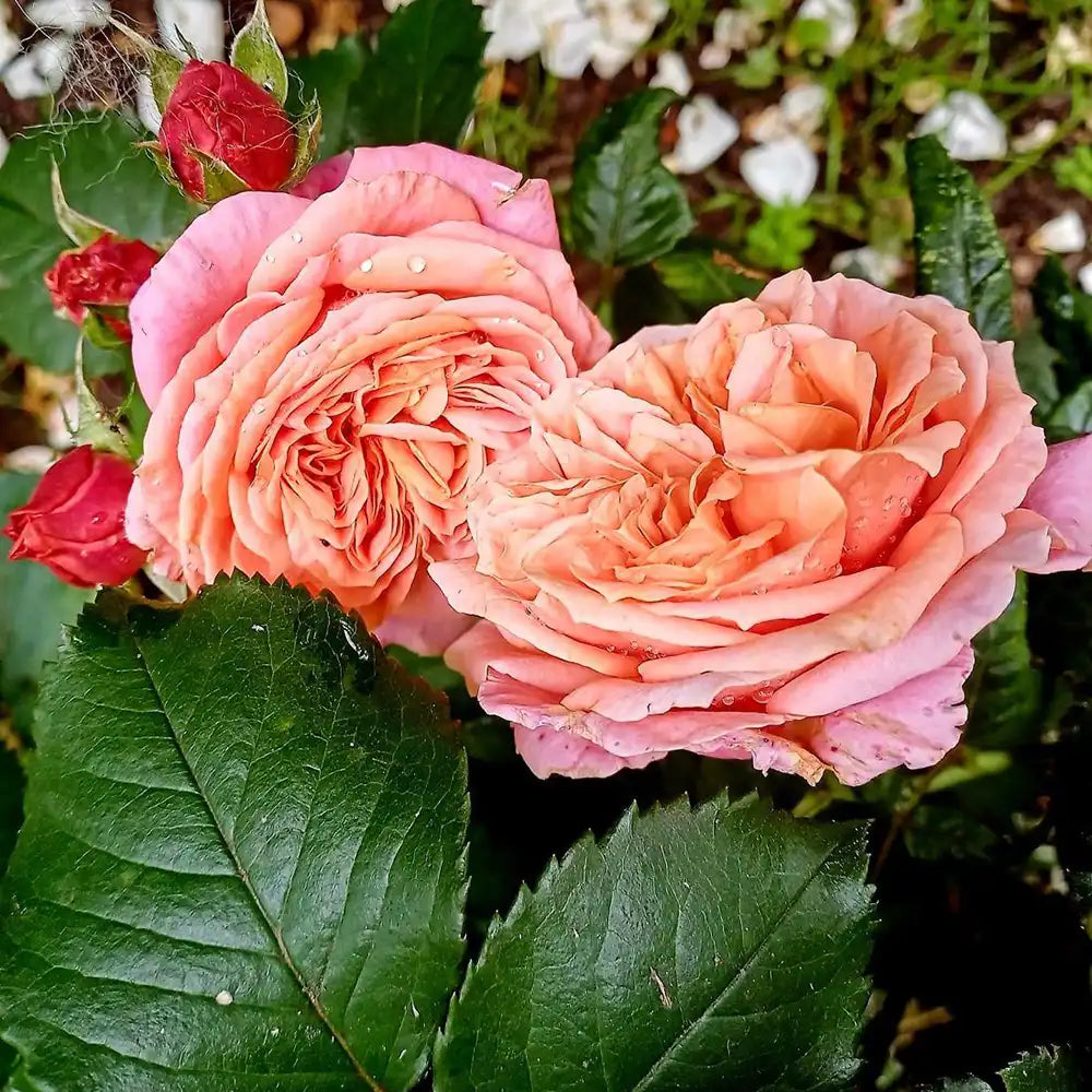 Trandafir Teahibrid Mary Ann, Culoare variabila, de la portocaliu intens la caise, in functie de vreme