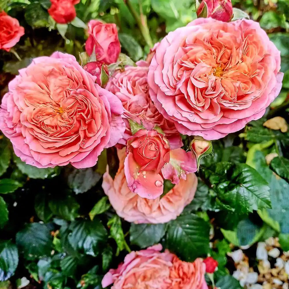 Trandafir Teahibrid Mary Ann, Culoare variabila, de la portocaliu intens la caise, in functie de vreme