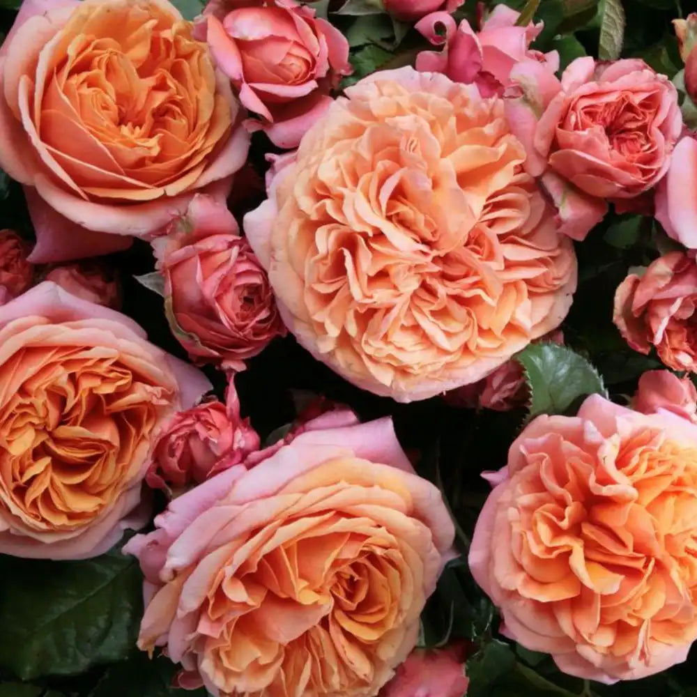 Trandafir Teahibrid Mary Ann, Culoare variabila, de la portocaliu intens la caise, in functie de vreme