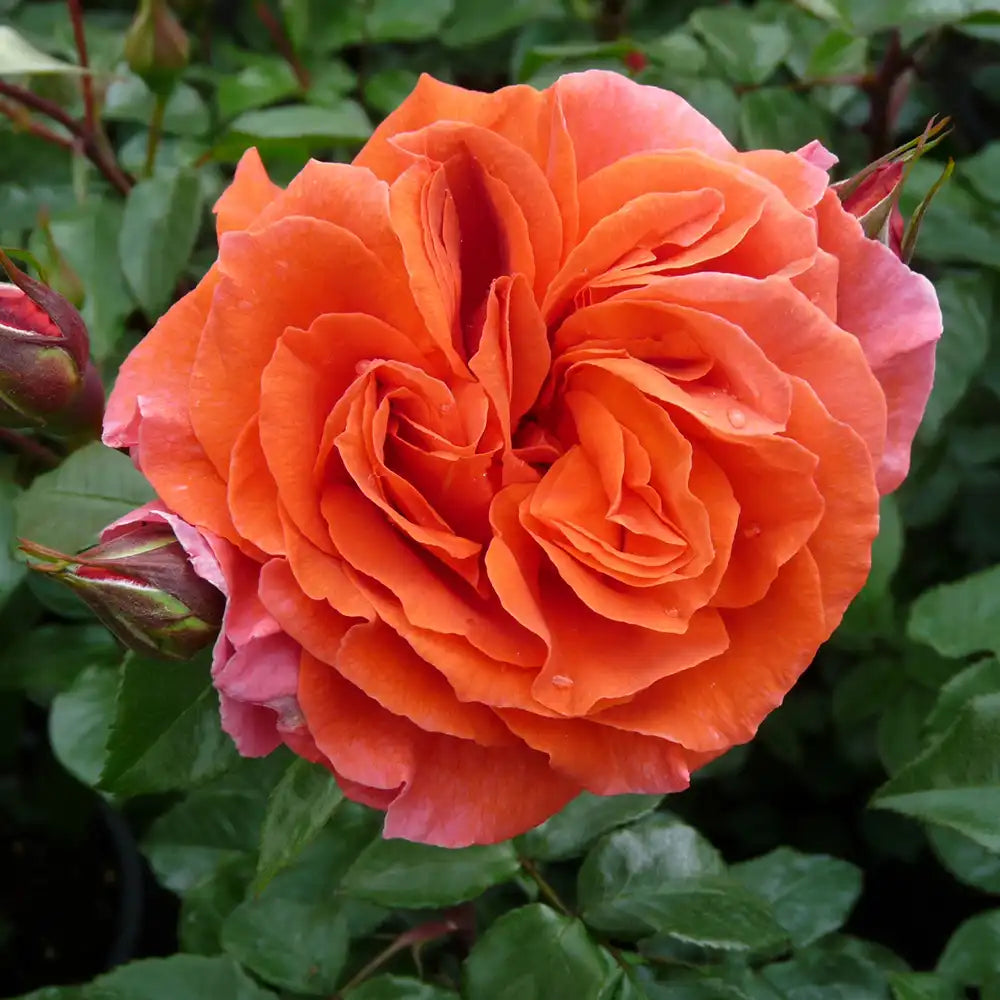 Trandafir Catarator portocaliu-cupru Naranga, cu inflorire repetata, multiplu premiat