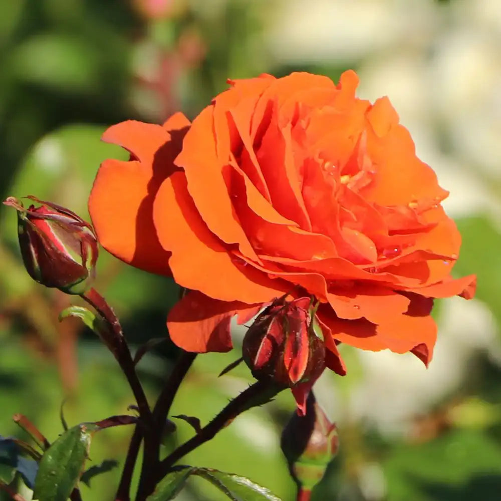 Trandafir Catarator portocaliu-cupru Naranga, cu inflorire repetata, multiplu premiat