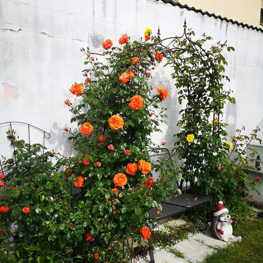 Trandafir Catarator portocaliu-cupru Naranga, cu inflorire repetata, multiplu premiat