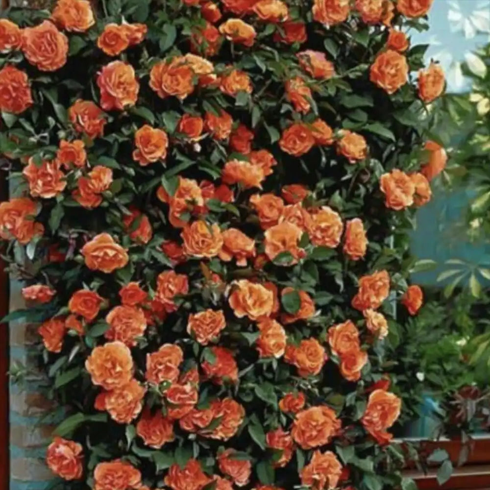 Trandafir Catarator portocaliu-cupru Naranga, cu inflorire repetata, multiplu premiat