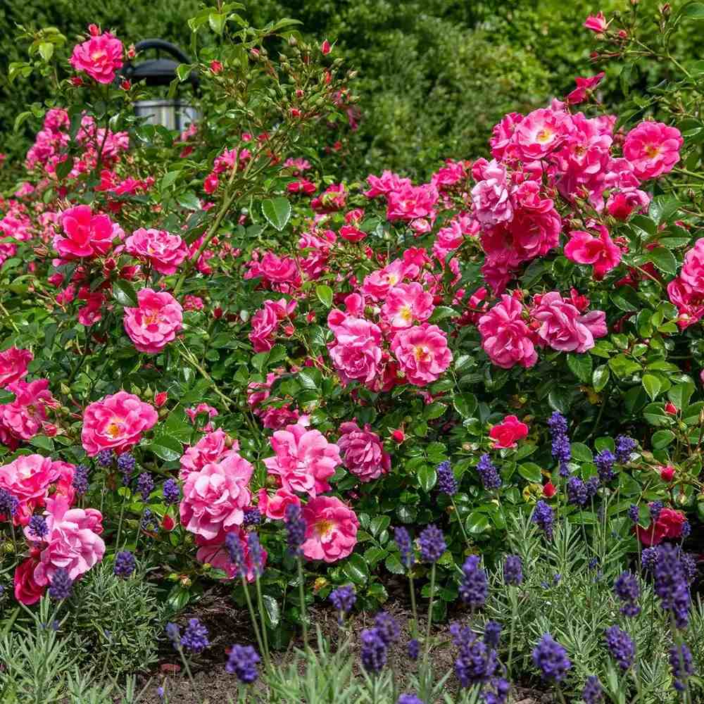 Trandafir tarator roz-intens Palmegarten Frankfurt, cu inflorire repetata