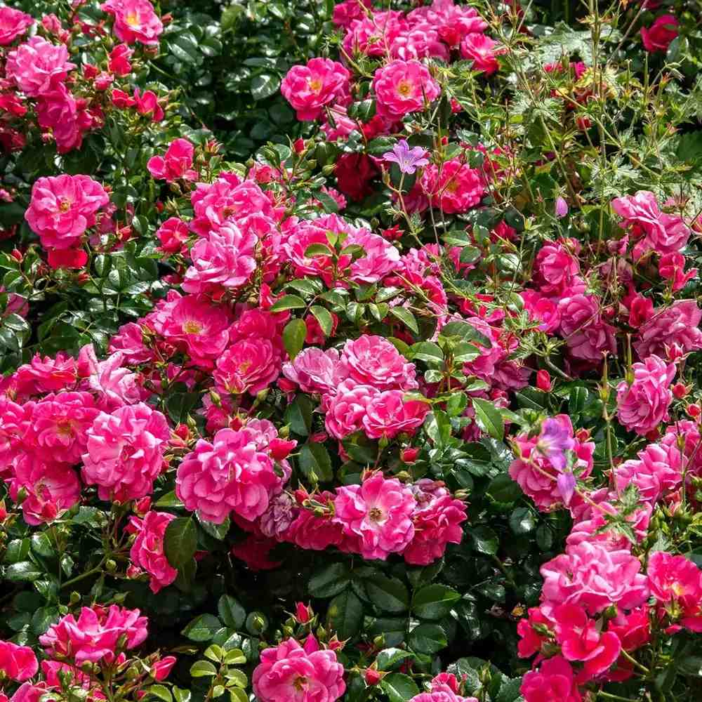 Trandafir tarator roz-intens Palmegarten Frankfurt, cu inflorire repetata