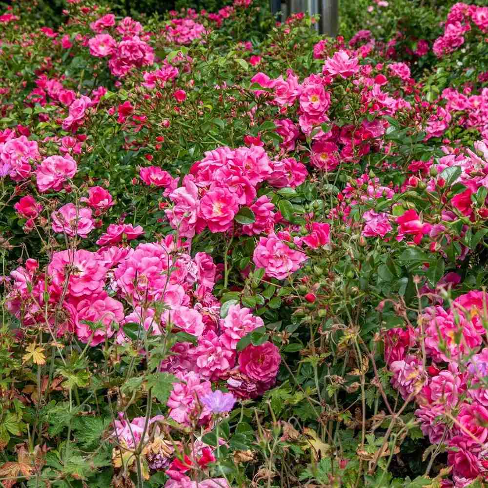 Trandafir tarator roz-intens Palmegarten Frankfurt, cu inflorire repetata