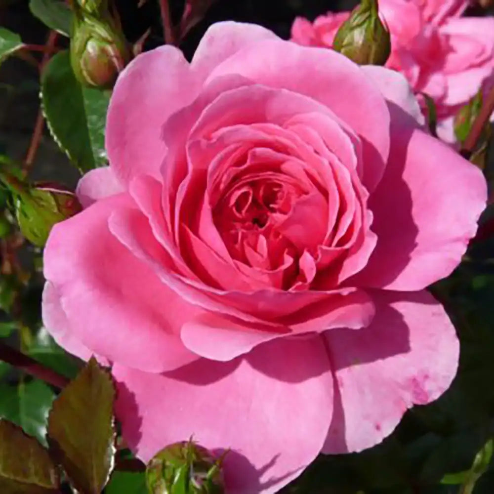 Trandafir tarator roz-intens Palmegarten Frankfurt, cu inflorire repetata