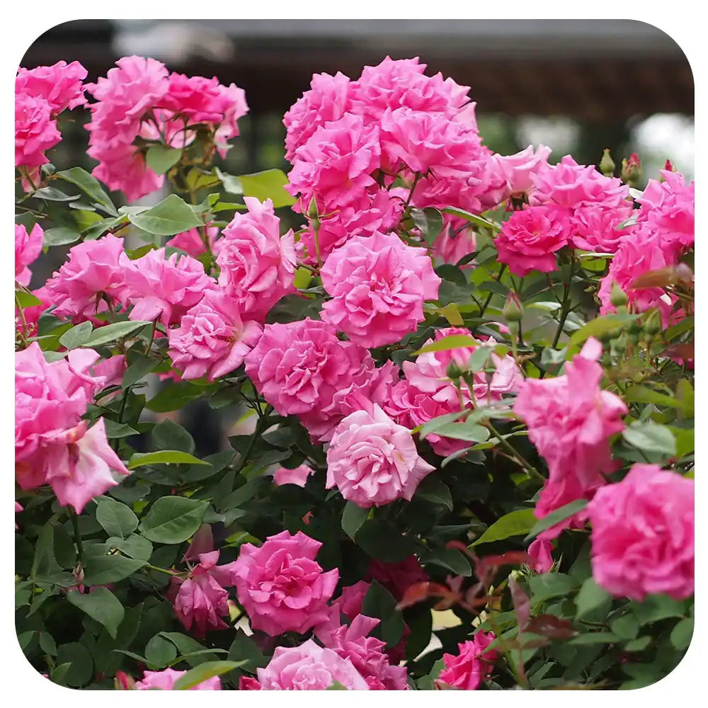 Trandafir Catarator Roz Zephirine Drouhin, parfum intens si fara spini