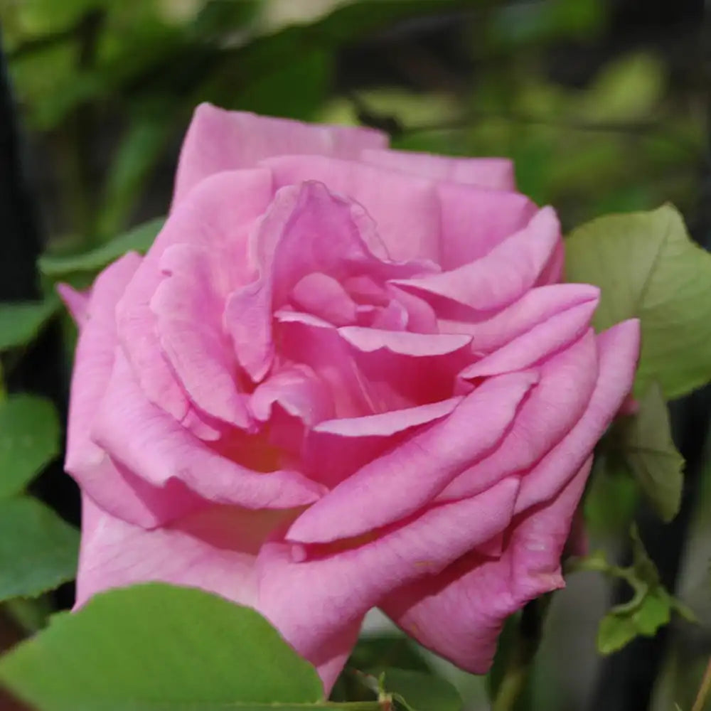 Trandafir Catarator Roz Zephirine Drouhin, parfum intens si fara spini
