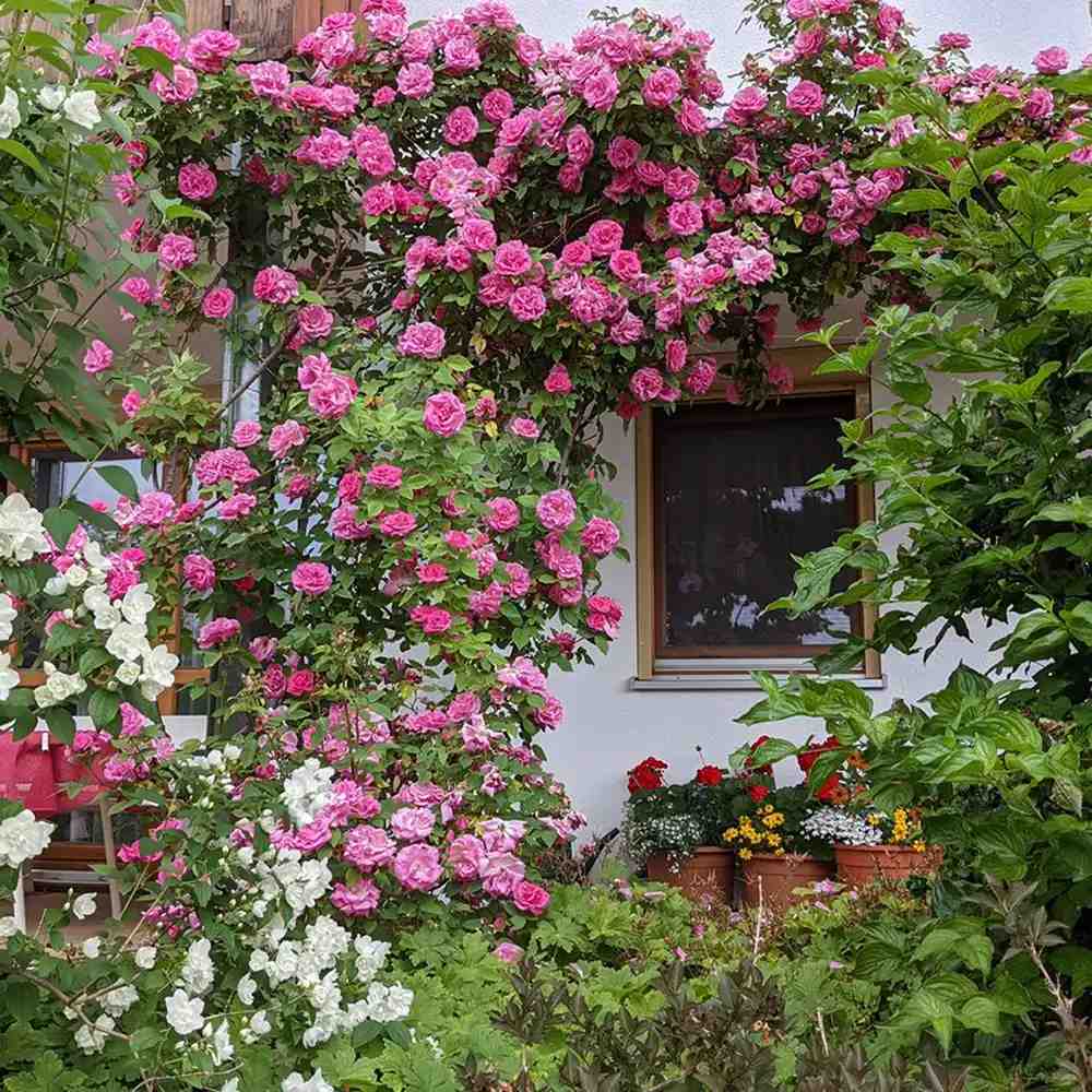 Trandafir Catarator Roz Zephirine Drouhin, parfum intens si fara spini