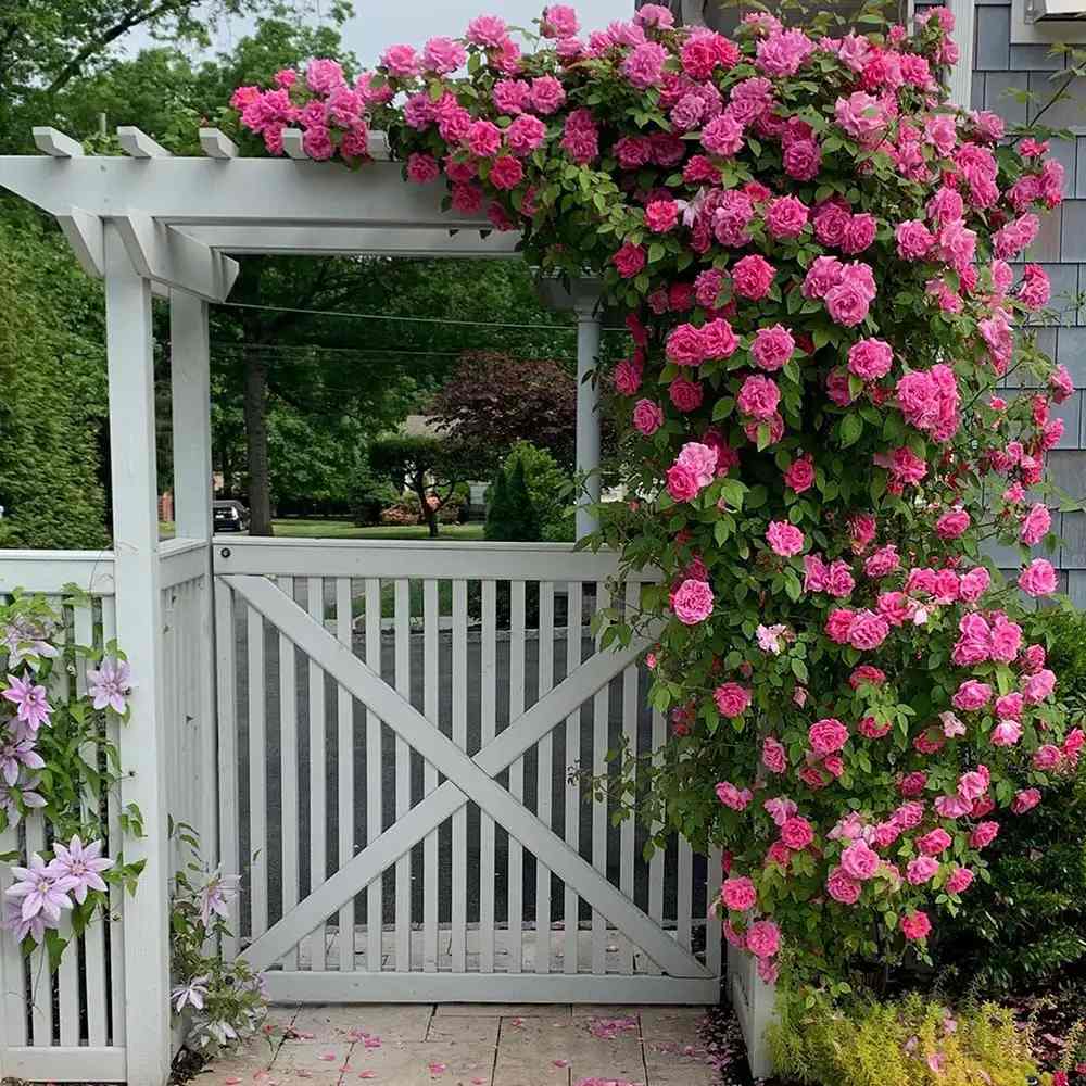 Trandafir Catarator Roz Zephirine Drouhin, parfum intens si fara spini