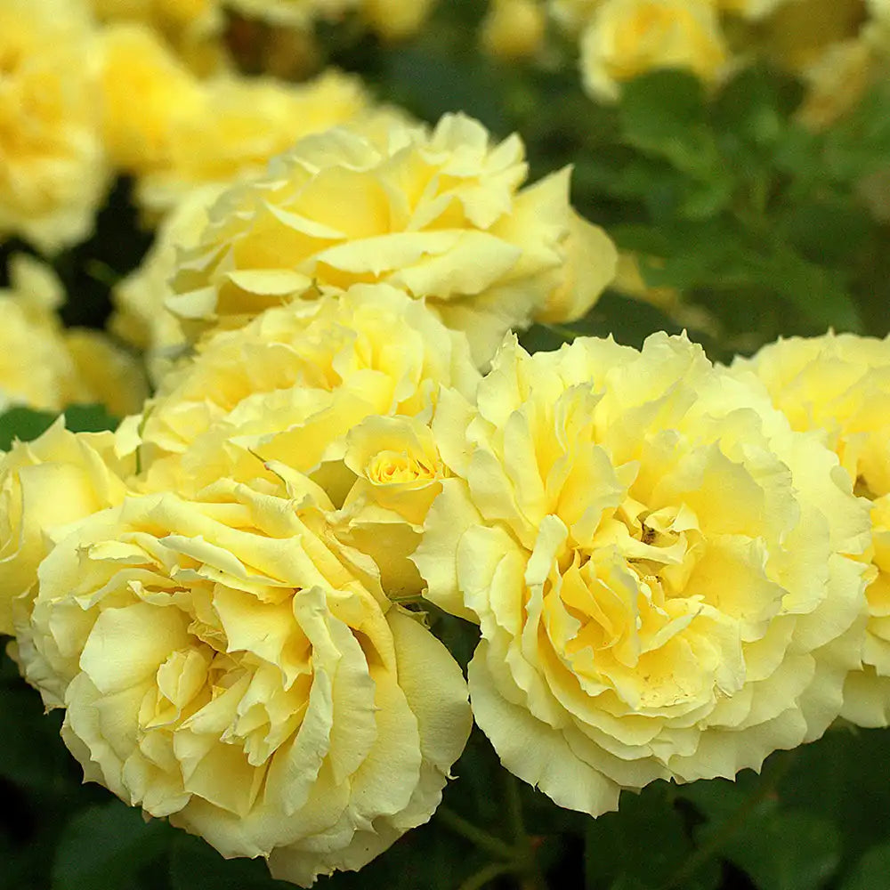 Trandafir Floribunda auriu China Girl, cu inflorire repetata