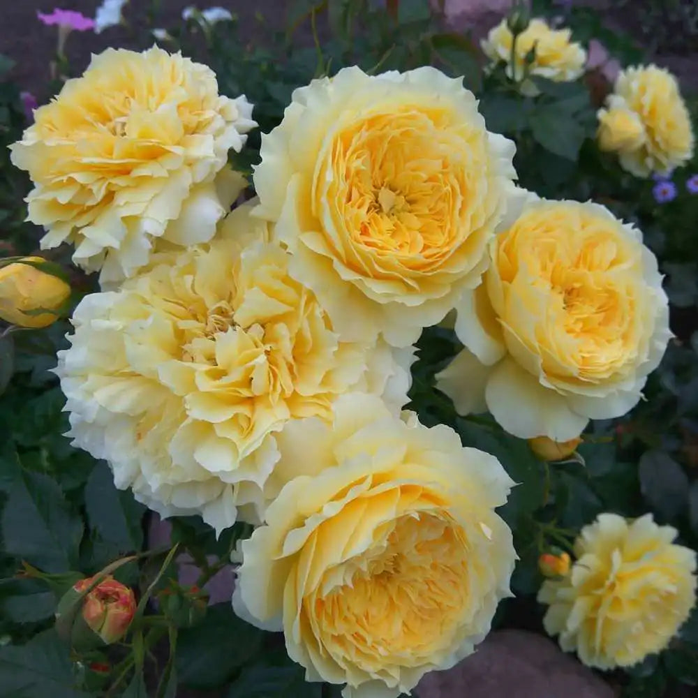 Trandafir Floribunda auriu China Girl, cu inflorire repetata