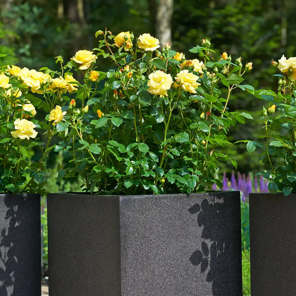 Trandafir Floribunda auriu China Girl, cu inflorire repetata