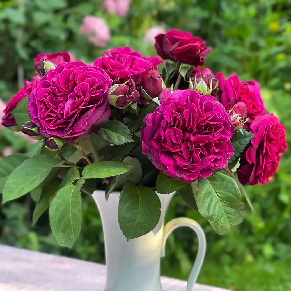 Trandafir Teahibrid roz-violet Deep Secret, cu parfum intens, inflorire repetata si multiplu premiat