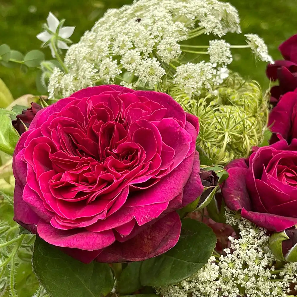 Trandafir Teahibrid roz-violet Deep Secret, cu parfum intens, inflorire repetata si multiplu premiat