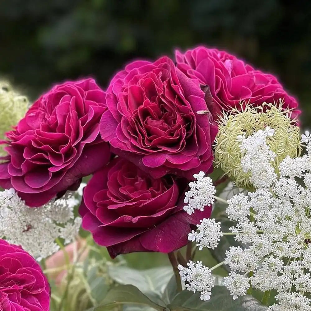 Trandafir Teahibrid roz-violet Deep Secret, cu parfum intens, inflorire repetata si multiplu premiat