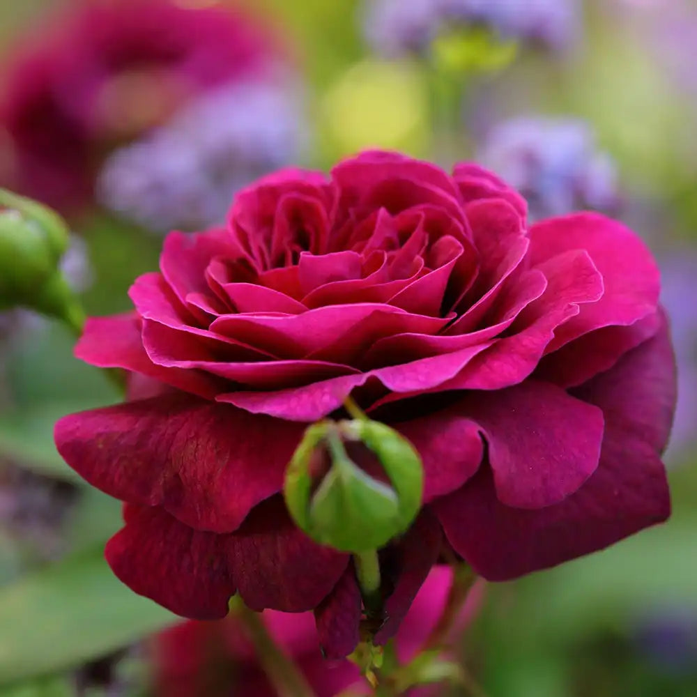 Trandafir Teahibrid roz-violet Deep Secret, cu parfum intens, inflorire repetata si multiplu premiat